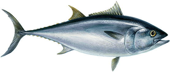 Bluefin Tuna