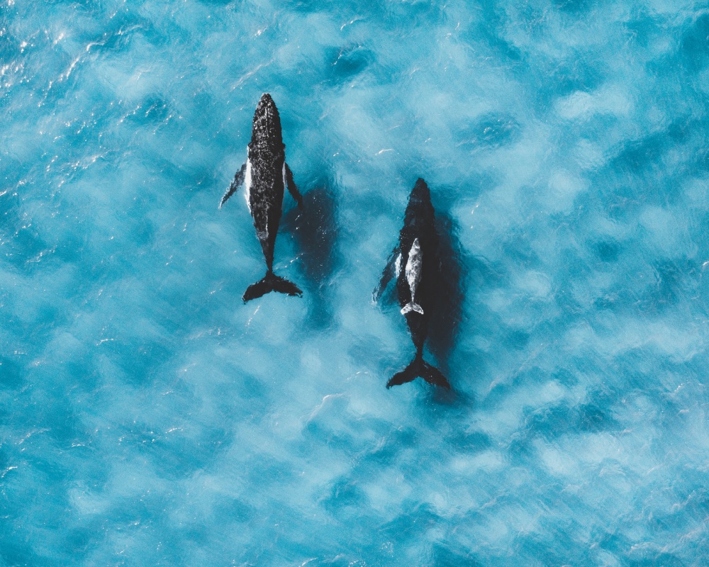 Picture Dolphins