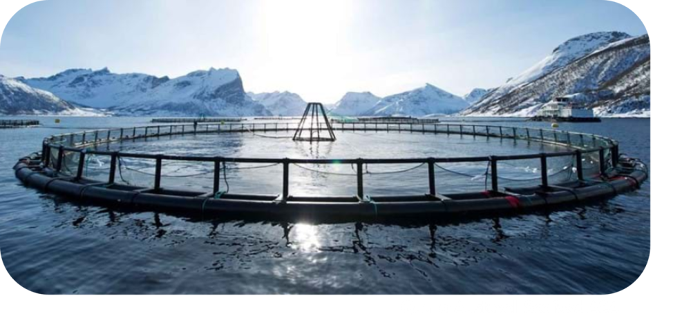 Bild Aquakultur Austevoll