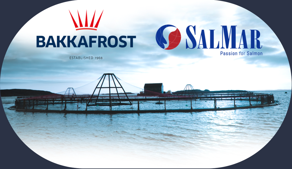 Illustratoin Bakkafrost vs. SalMar