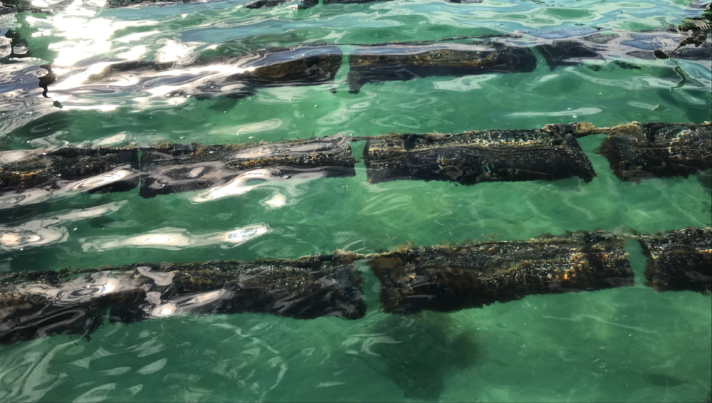 Picture Oyster Baskets in the Water