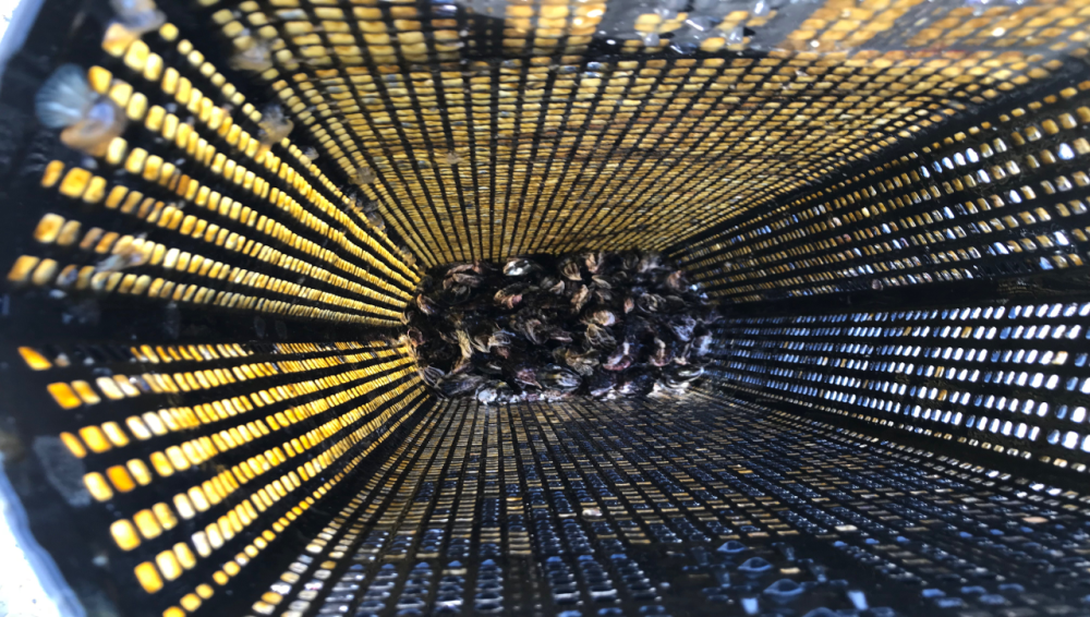 Picture Oyster Basket