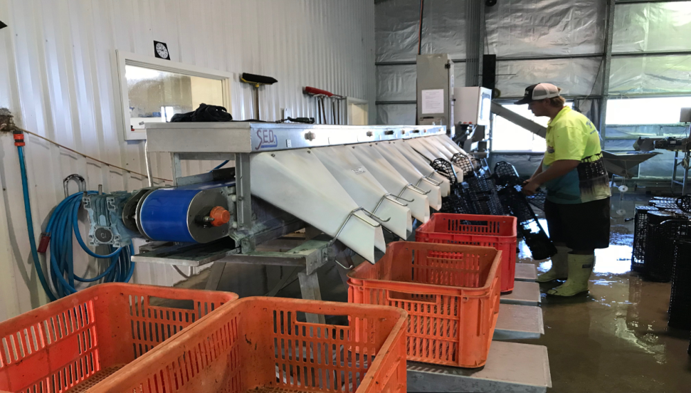 Picture Angel Seafood Facility