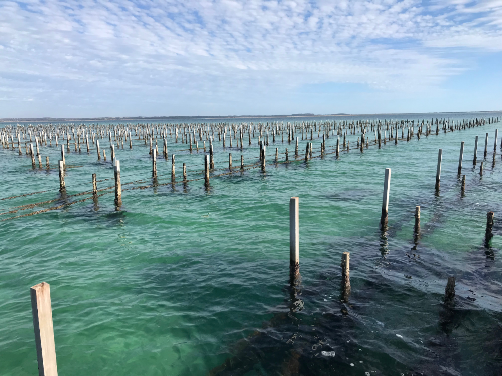 Picture Angel Seafood Coffin Bay Oysters