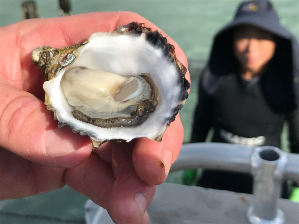 Picture Fersh Oyster