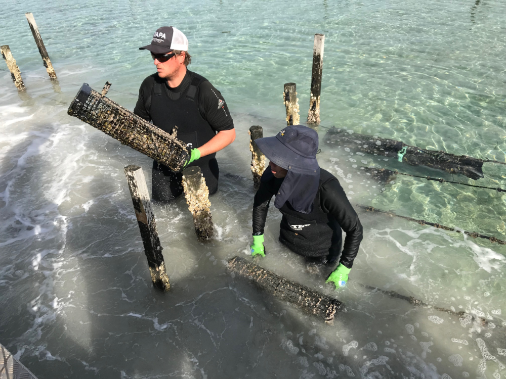 Picture Workers take out Oyster Baskets