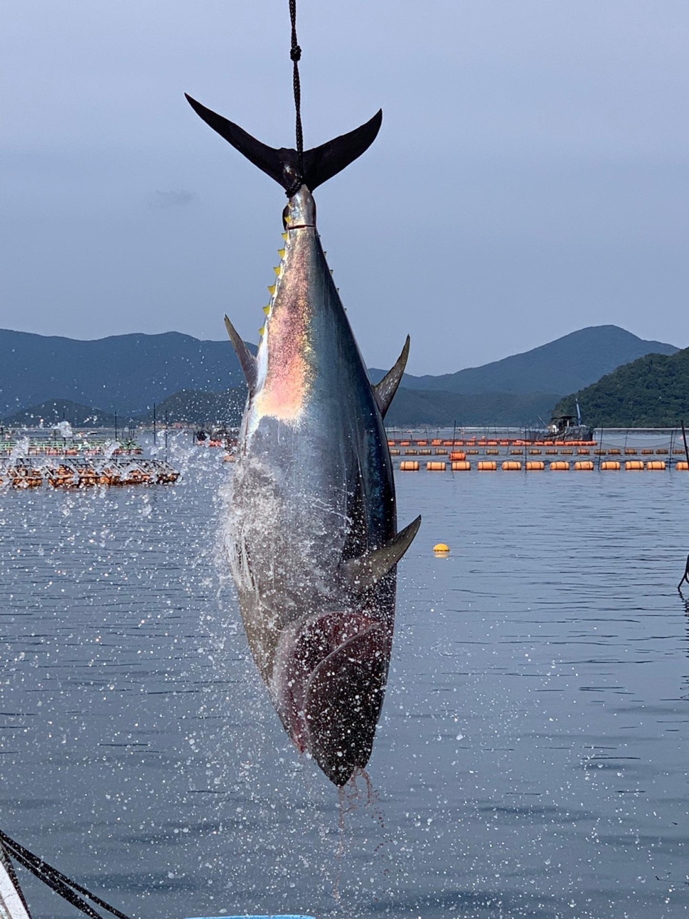 Picture Farmed Tuna