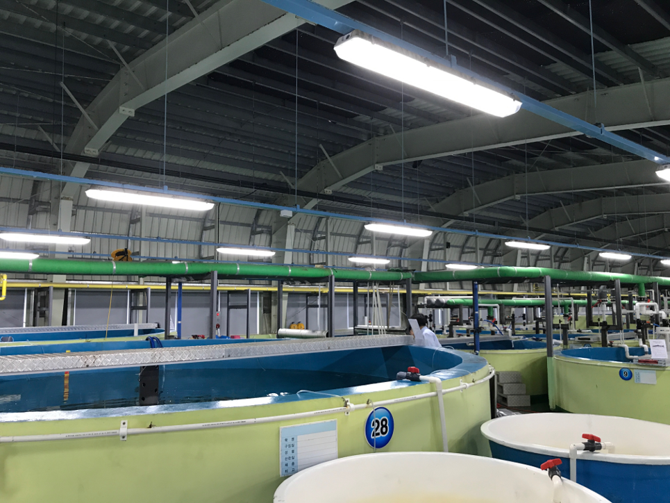 Picture Hatchery South Korea