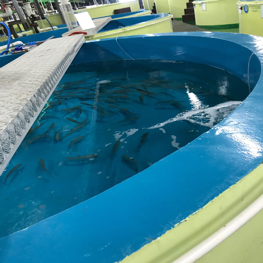 Bild Kleine Fische in Brutstätte