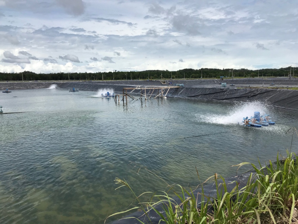 Picture Sabah Shrimp Farm Pond