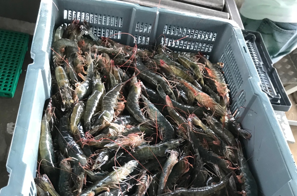 Picture Fresh Shrimps