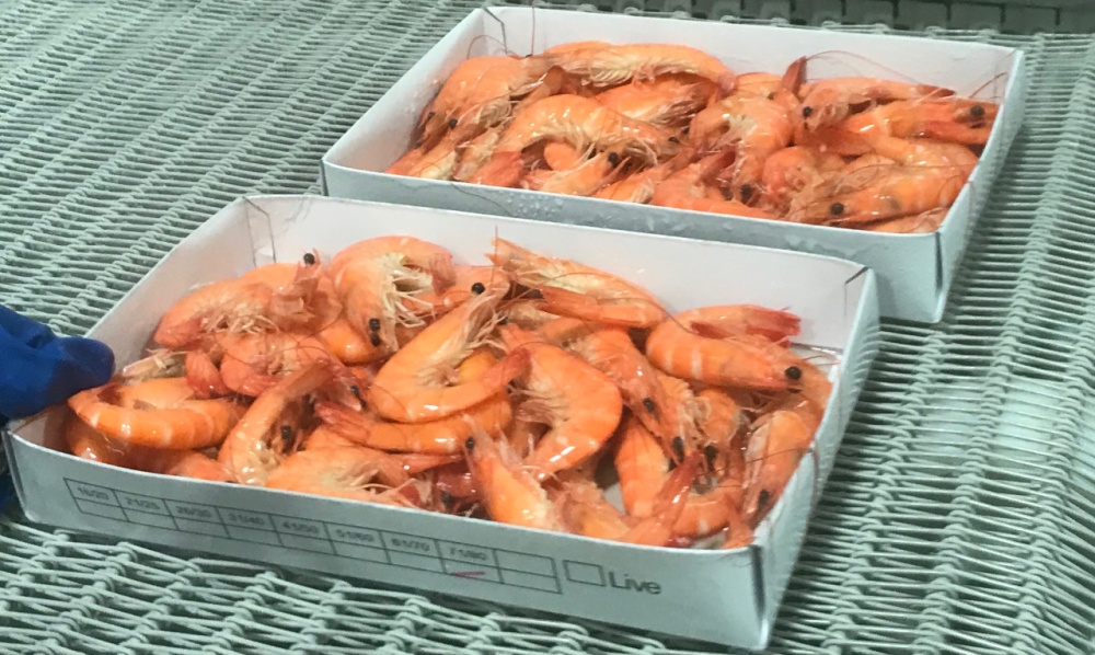 Picture Shrimps Finished Produkt