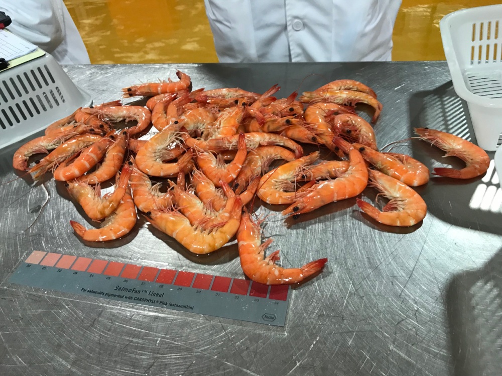 Picture Cooked Shrimps