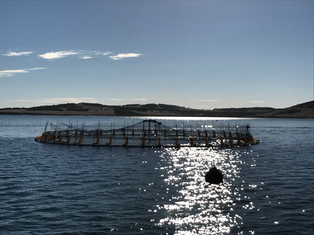 Picture Clean Seas Cage