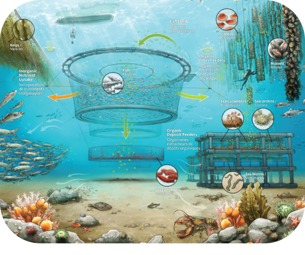 Illustration IMTA Modell