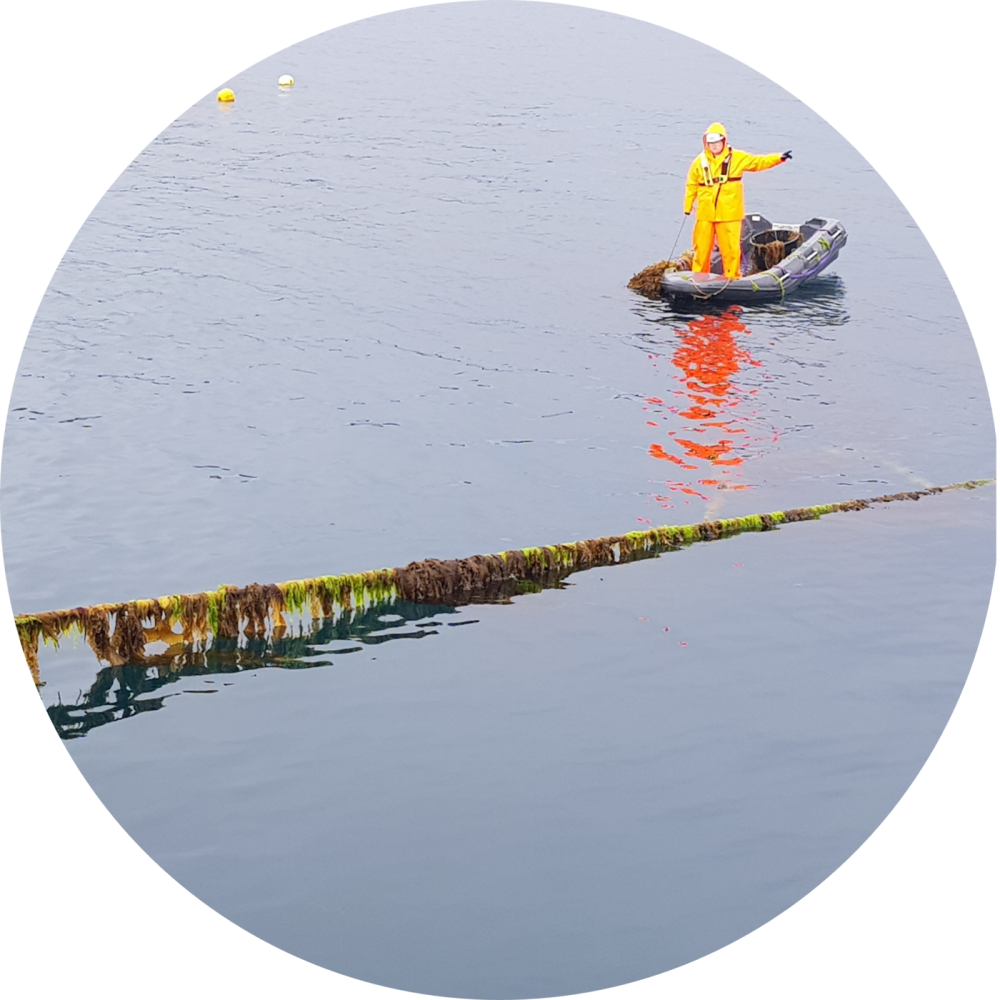 Picture Leroy Employee at Kelp Harvest