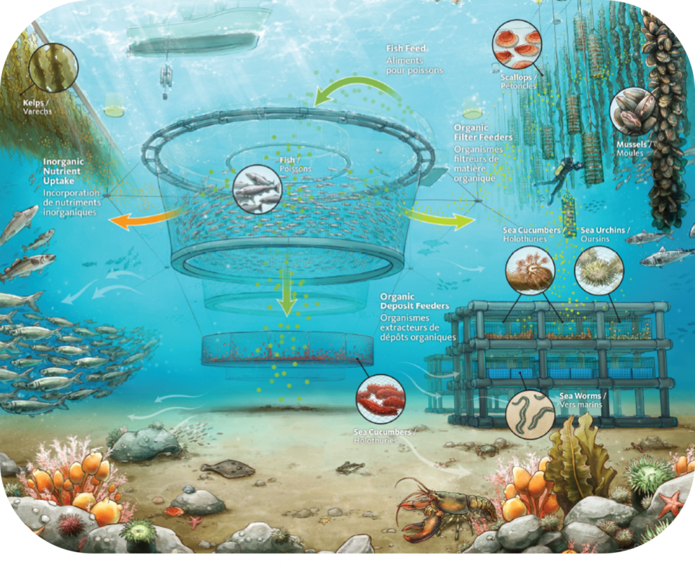 Illustration IMTA Model