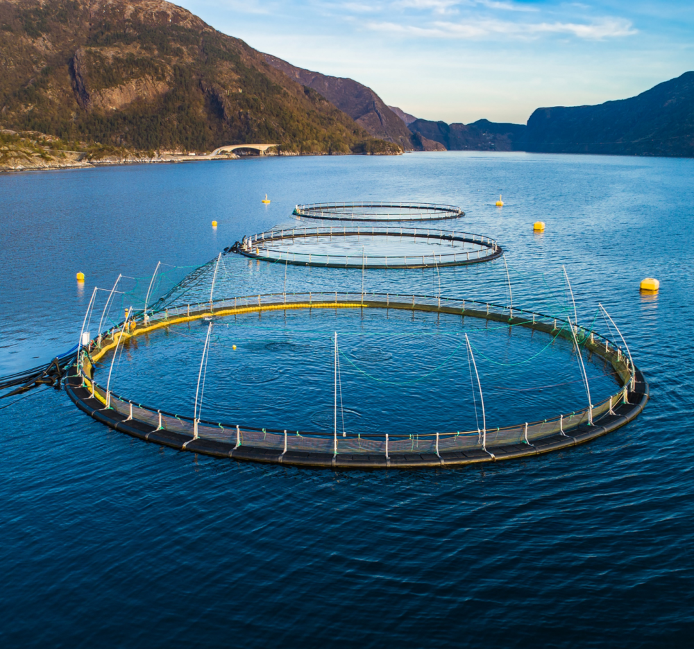 Source: SalMar / Proximar Seafood